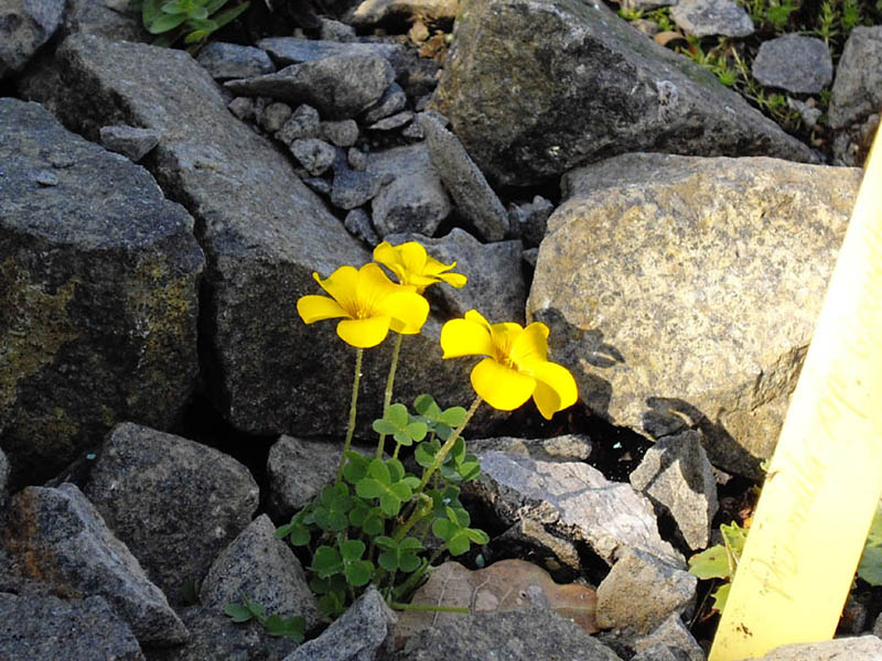 Oxalis perdicaria photo